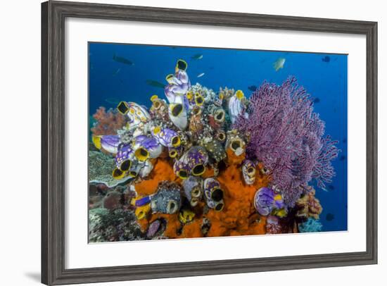 Indonesia, West Papua, Raja Ampat. Coral Reef and Fish-Jaynes Gallery-Framed Photographic Print