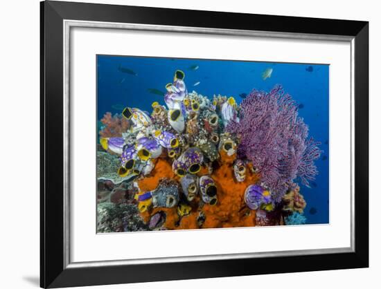 Indonesia, West Papua, Raja Ampat. Coral Reef and Fish-Jaynes Gallery-Framed Photographic Print