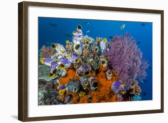 Indonesia, West Papua, Raja Ampat. Coral Reef and Fish-Jaynes Gallery-Framed Photographic Print