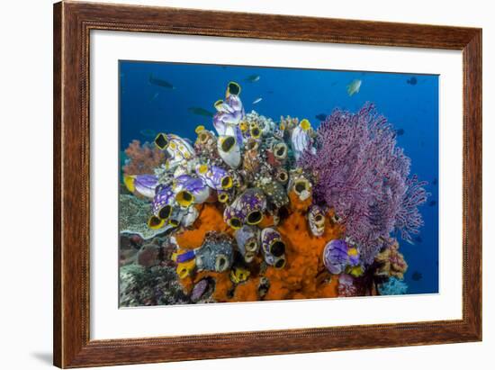 Indonesia, West Papua, Raja Ampat. Coral Reef and Fish-Jaynes Gallery-Framed Photographic Print