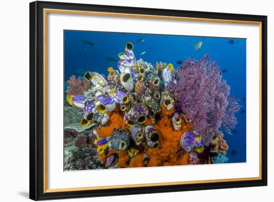 Indonesia, West Papua, Raja Ampat. Coral Reef and Fish-Jaynes Gallery-Framed Photographic Print