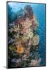 Indonesia, West Papua, Raja Ampat. Coral Reef and Fish-Jaynes Gallery-Mounted Photographic Print