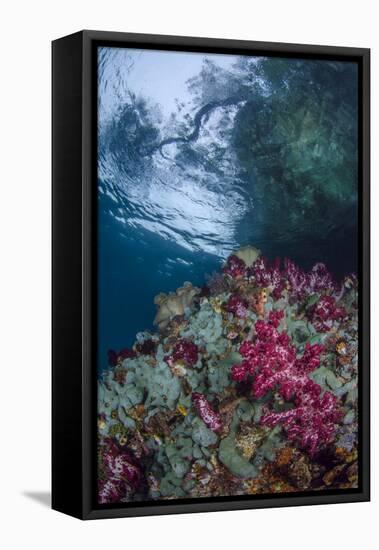 Indonesia, West Papua, Raja Ampat. Coral Reef Scenic-Jaynes Gallery-Framed Premier Image Canvas