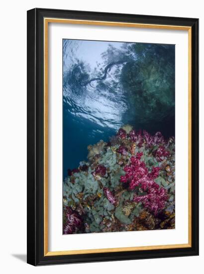 Indonesia, West Papua, Raja Ampat. Coral Reef Scenic-Jaynes Gallery-Framed Photographic Print