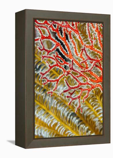 Indonesia, West Papua, Raja Ampat. Crinoids and Sea Fan-Jaynes Gallery-Framed Premier Image Canvas