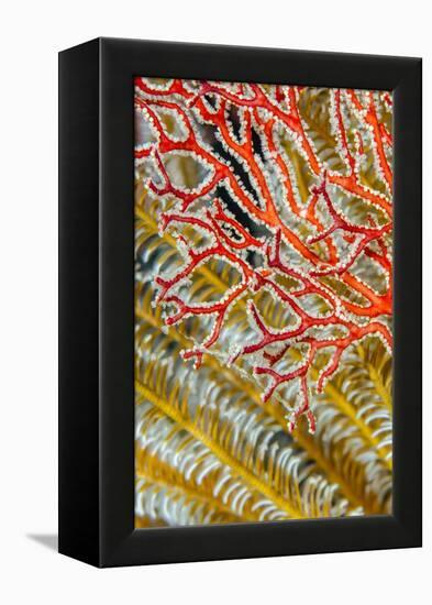 Indonesia, West Papua, Raja Ampat. Crinoids and Sea Fan-Jaynes Gallery-Framed Premier Image Canvas