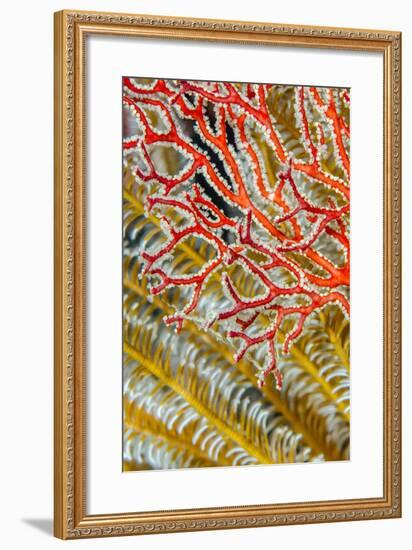 Indonesia, West Papua, Raja Ampat. Crinoids and Sea Fan-Jaynes Gallery-Framed Photographic Print