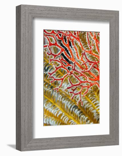 Indonesia, West Papua, Raja Ampat. Crinoids and Sea Fan-Jaynes Gallery-Framed Photographic Print