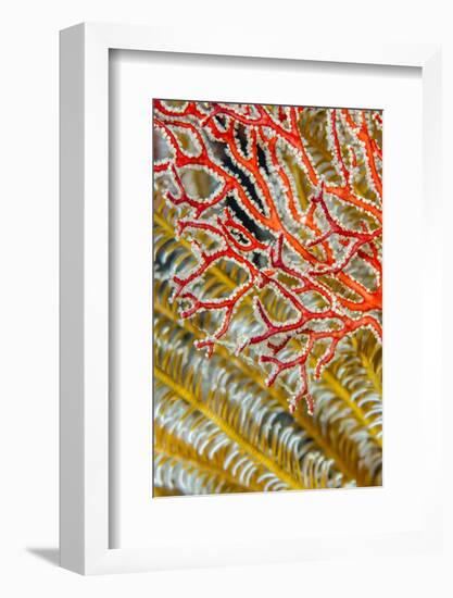 Indonesia, West Papua, Raja Ampat. Crinoids and Sea Fan-Jaynes Gallery-Framed Photographic Print