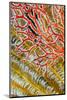 Indonesia, West Papua, Raja Ampat. Crinoids and Sea Fan-Jaynes Gallery-Mounted Photographic Print