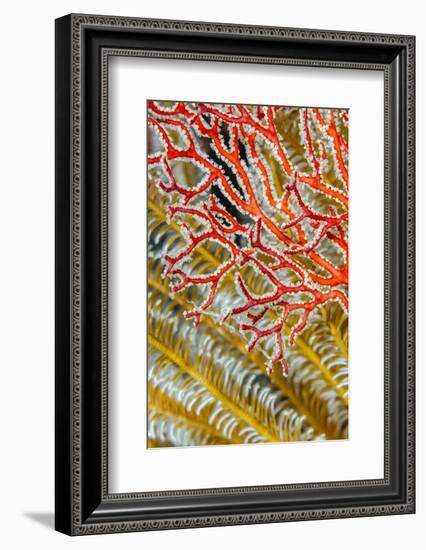 Indonesia, West Papua, Raja Ampat. Crinoids and Sea Fan-Jaynes Gallery-Framed Photographic Print