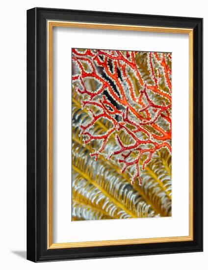 Indonesia, West Papua, Raja Ampat. Crinoids and Sea Fan-Jaynes Gallery-Framed Photographic Print