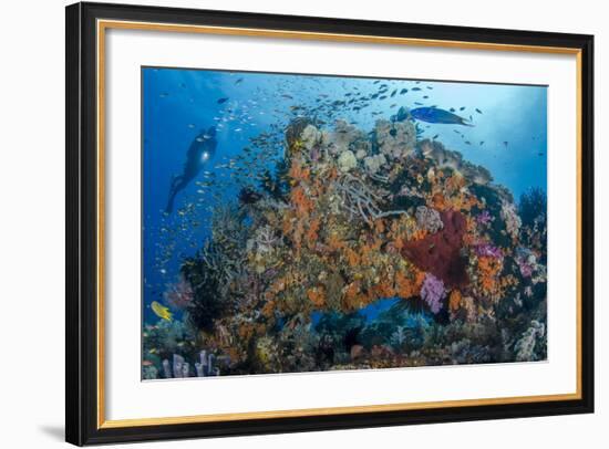 Indonesia, West Papua, Raja Ampat. Diver and Coral Reef-Jaynes Gallery-Framed Photographic Print