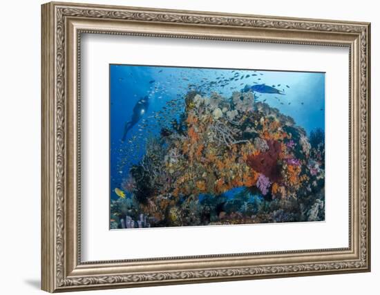 Indonesia, West Papua, Raja Ampat. Diver and Coral Reef-Jaynes Gallery-Framed Photographic Print