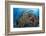 Indonesia, West Papua, Raja Ampat. Diver and Coral Reef-Jaynes Gallery-Framed Photographic Print