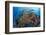 Indonesia, West Papua, Raja Ampat. Diver and Coral Reef-Jaynes Gallery-Framed Photographic Print