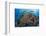 Indonesia, West Papua, Raja Ampat. Diver and Coral Reef-Jaynes Gallery-Framed Photographic Print