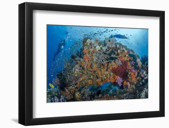 Indonesia, West Papua, Raja Ampat. Diver and Coral Reef-Jaynes Gallery-Framed Photographic Print