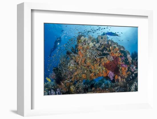 Indonesia, West Papua, Raja Ampat. Diver and Coral Reef-Jaynes Gallery-Framed Photographic Print