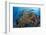 Indonesia, West Papua, Raja Ampat. Diver and Coral Reef-Jaynes Gallery-Framed Photographic Print