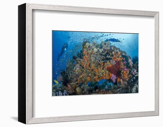 Indonesia, West Papua, Raja Ampat. Diver and Coral Reef-Jaynes Gallery-Framed Photographic Print