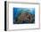 Indonesia, West Papua, Raja Ampat. Diver and Coral Reef-Jaynes Gallery-Framed Photographic Print