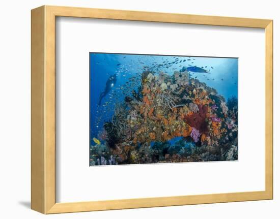 Indonesia, West Papua, Raja Ampat. Diver and Coral Reef-Jaynes Gallery-Framed Photographic Print