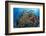 Indonesia, West Papua, Raja Ampat. Diver and Coral Reef-Jaynes Gallery-Framed Photographic Print