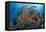 Indonesia, West Papua, Raja Ampat. Diver and Coral Reef-Jaynes Gallery-Framed Premier Image Canvas