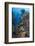 Indonesia, West Papua, Raja Ampat. Diver and Coral Reef-Jaynes Gallery-Framed Photographic Print