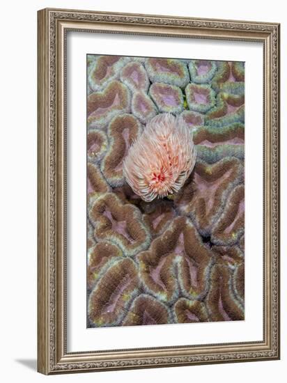 Indonesia, West Papua, Raja Ampat. Feather Duster Worm on Coral-Jaynes Gallery-Framed Premium Photographic Print