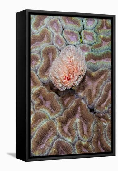 Indonesia, West Papua, Raja Ampat. Feather Duster Worm on Coral-Jaynes Gallery-Framed Premier Image Canvas