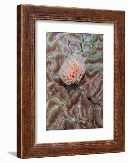 Indonesia, West Papua, Raja Ampat. Feather Duster Worm on Coral-Jaynes Gallery-Framed Photographic Print