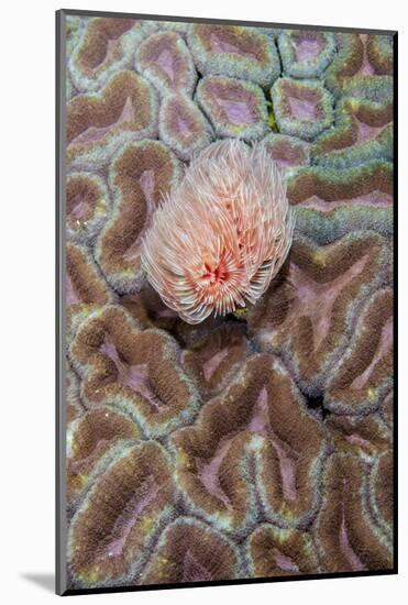 Indonesia, West Papua, Raja Ampat. Feather Duster Worm on Coral-Jaynes Gallery-Mounted Photographic Print