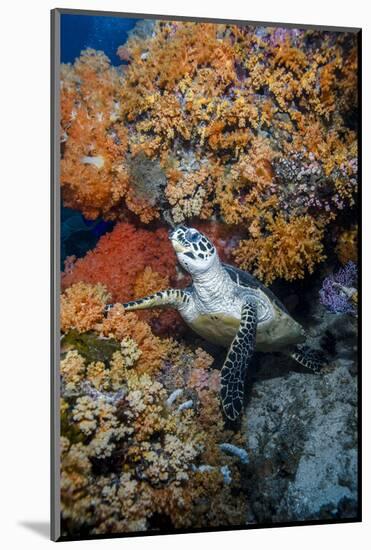 Indonesia, West Papua, Raja Ampat. Hawksbill Sea Turtle and Coral-Jaynes Gallery-Mounted Photographic Print