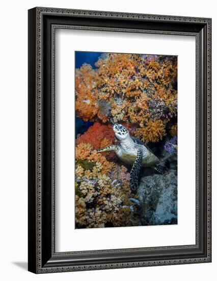 Indonesia, West Papua, Raja Ampat. Hawksbill Sea Turtle and Coral-Jaynes Gallery-Framed Photographic Print