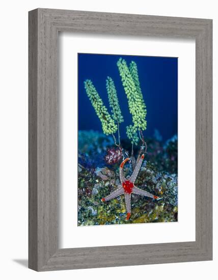 Indonesia, West Papua, Raja Ampat. Sea Star and Tunicate-Jaynes Gallery-Framed Photographic Print