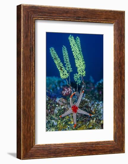 Indonesia, West Papua, Raja Ampat. Sea Star and Tunicate-Jaynes Gallery-Framed Photographic Print