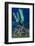 Indonesia, West Papua, Raja Ampat. Sea Star and Tunicate-Jaynes Gallery-Framed Photographic Print