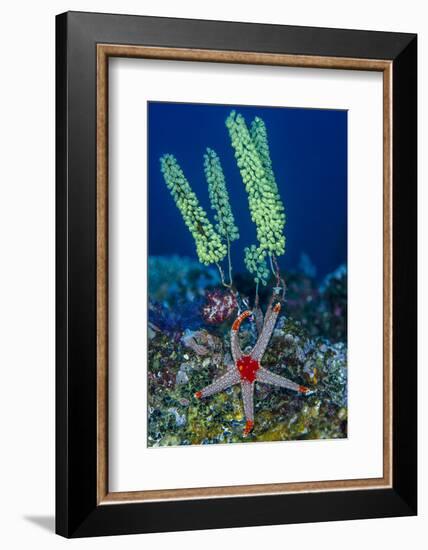 Indonesia, West Papua, Raja Ampat. Sea Star and Tunicate-Jaynes Gallery-Framed Photographic Print
