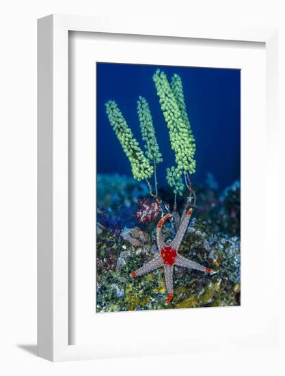 Indonesia, West Papua, Raja Ampat. Sea Star and Tunicate-Jaynes Gallery-Framed Photographic Print