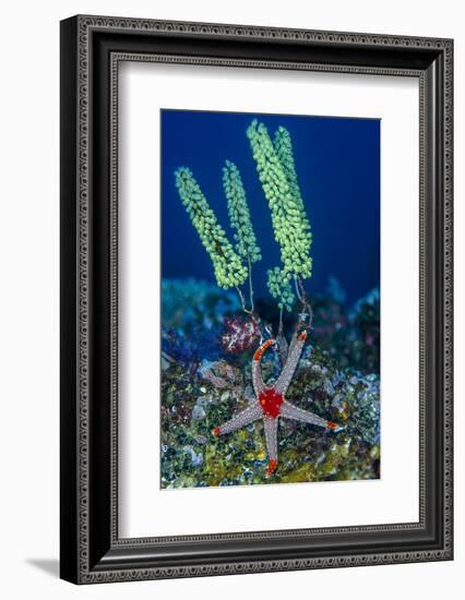 Indonesia, West Papua, Raja Ampat. Sea Star and Tunicate-Jaynes Gallery-Framed Photographic Print