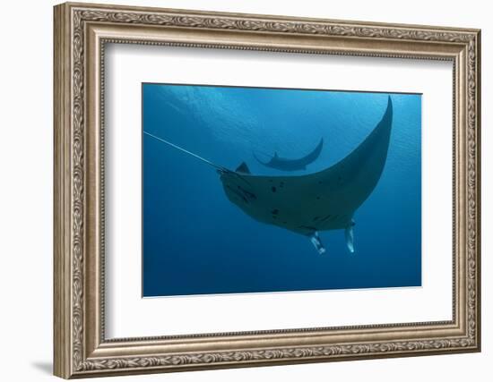 Indonesia, West Papua, Raja Ampat. Underneath two manta rays.-Jaynes Gallery-Framed Photographic Print
