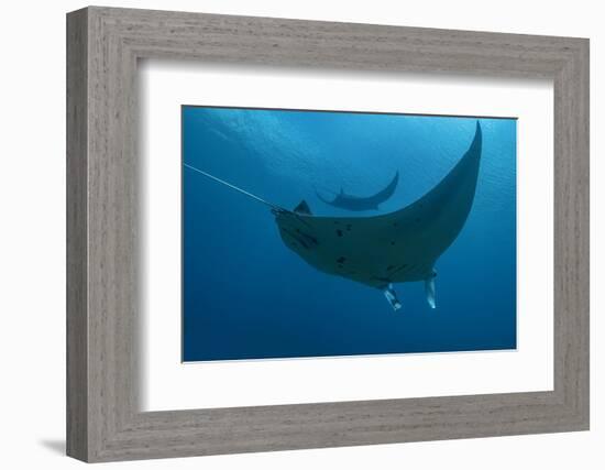 Indonesia, West Papua, Raja Ampat. Underneath two manta rays.-Jaynes Gallery-Framed Photographic Print