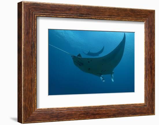 Indonesia, West Papua, Raja Ampat. Underneath two manta rays.-Jaynes Gallery-Framed Photographic Print