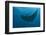 Indonesia, West Papua, Raja Ampat. Underneath two manta rays.-Jaynes Gallery-Framed Photographic Print
