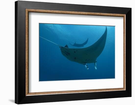 Indonesia, West Papua, Raja Ampat. Underneath two manta rays.-Jaynes Gallery-Framed Photographic Print