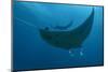 Indonesia, West Papua, Raja Ampat. Underneath two manta rays.-Jaynes Gallery-Mounted Photographic Print