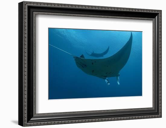 Indonesia, West Papua, Raja Ampat. Underneath two manta rays.-Jaynes Gallery-Framed Photographic Print