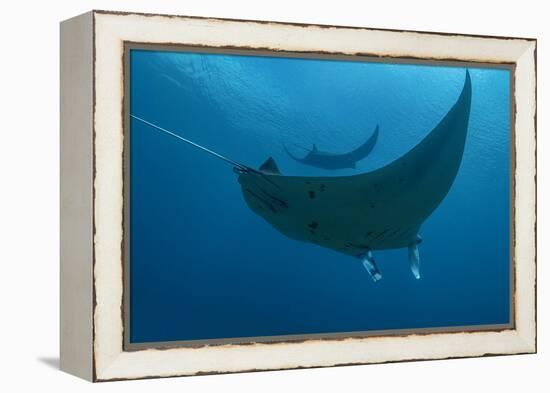 Indonesia, West Papua, Raja Ampat. Underneath two manta rays.-Jaynes Gallery-Framed Premier Image Canvas